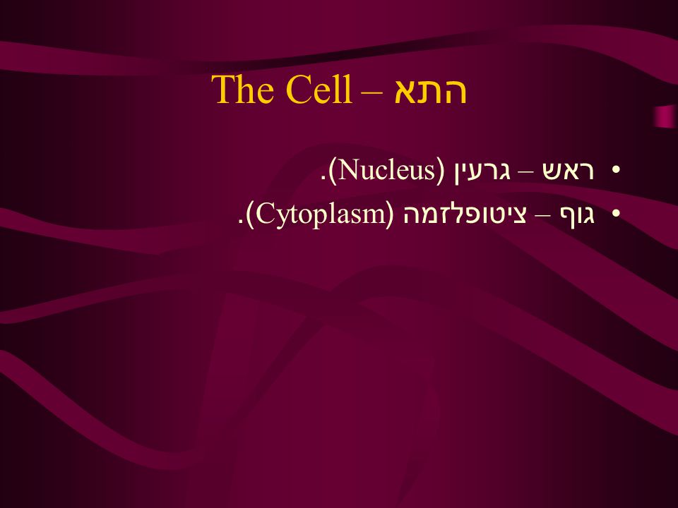 התא – The Cell ראש – גרעין (Nucleus). גוף – ציטופלזמה (Cytoplasm).