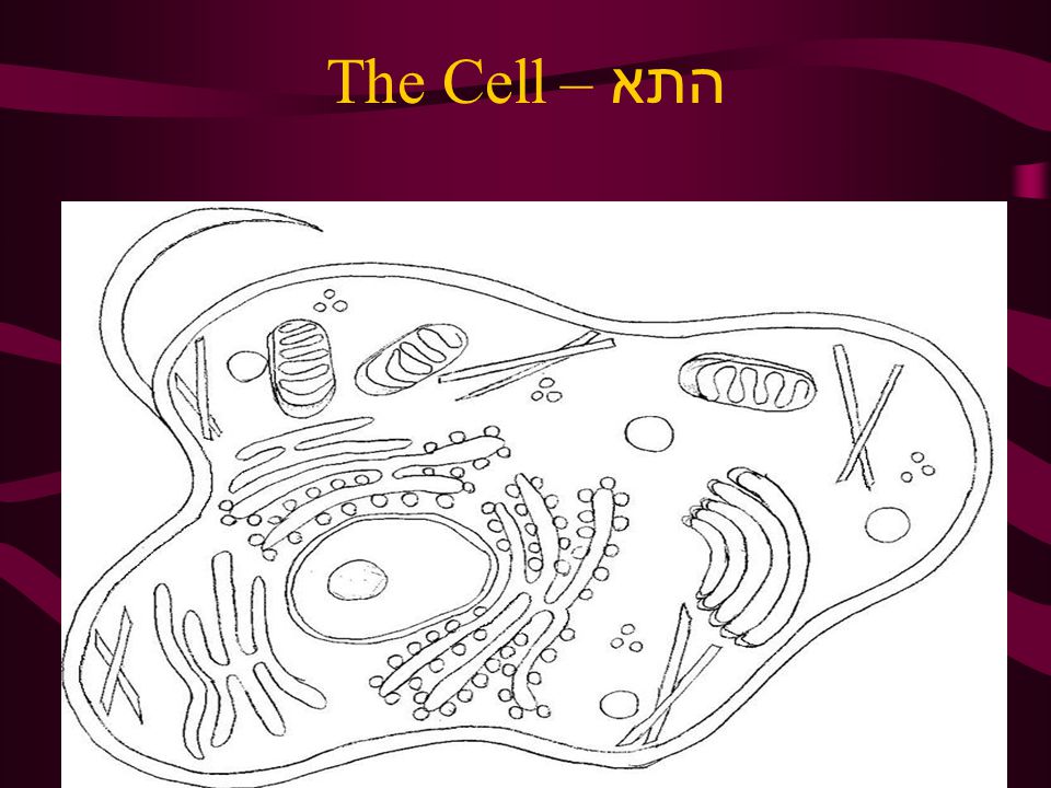 התא – The Cell