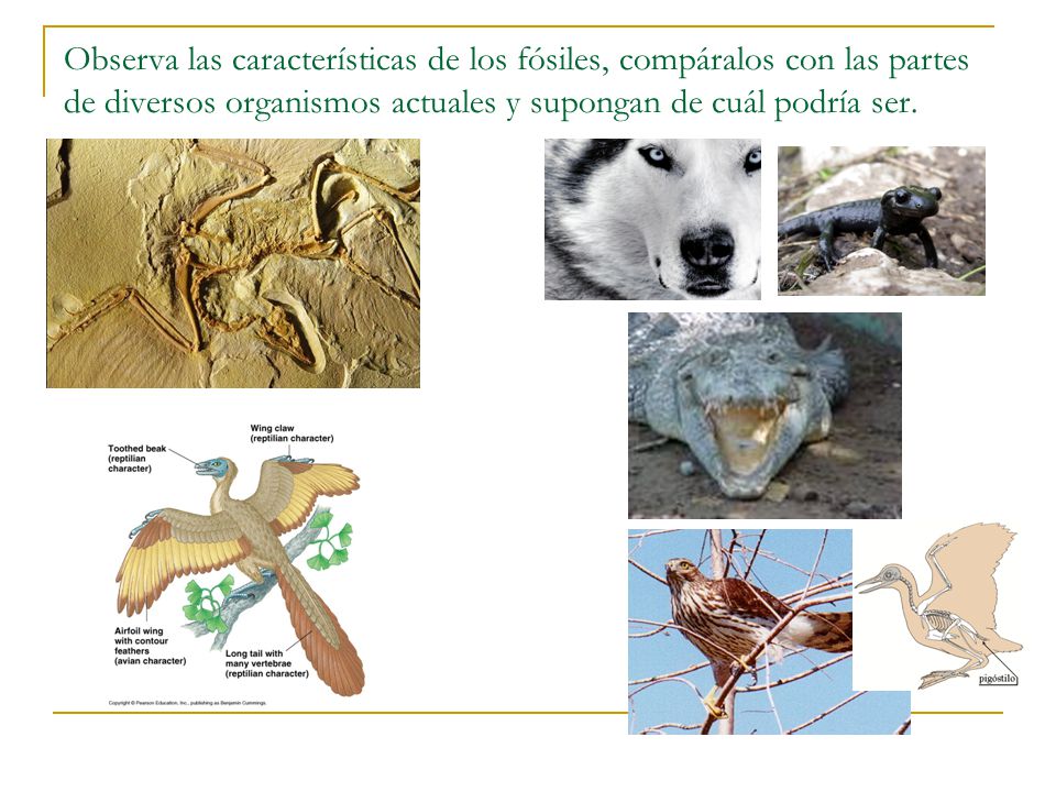 Observa las características de los fósiles, compáralos con las partes de diversos organismos actuales y supongan de cuál podría ser.