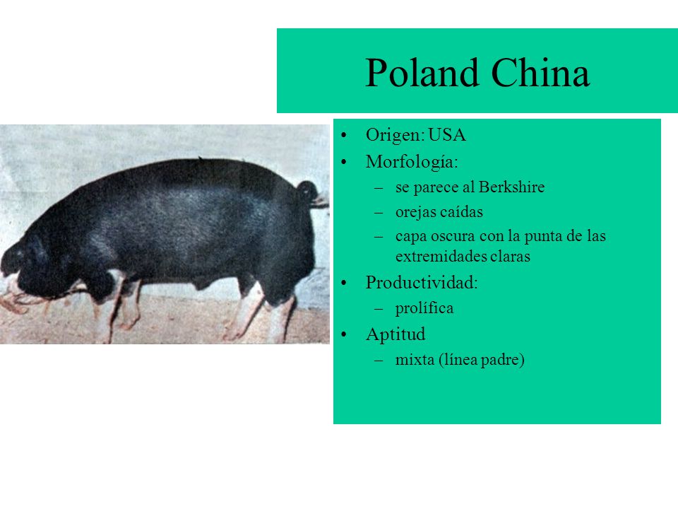 Poland China Origen: USA Morfología: Productividad: Aptitud