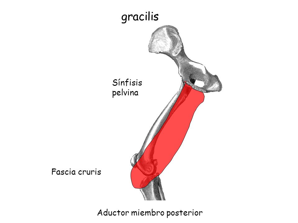 gracilis Sínfisis pelvina Fascia cruris Aductor miembro posterior
