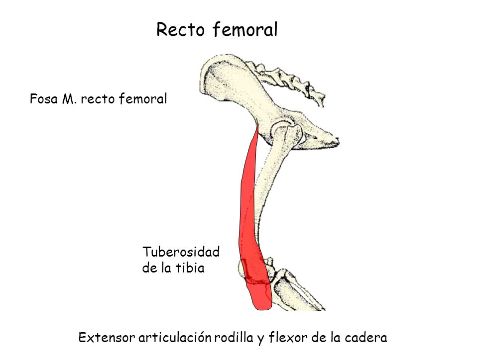 Recto femoral Fosa M. recto femoral Tuberosidad de la tibia
