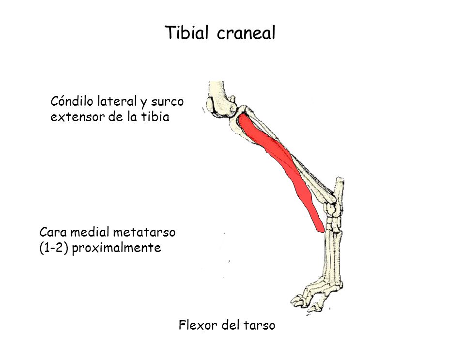 Tibial craneal Cóndilo lateral y surco extensor de la tibia