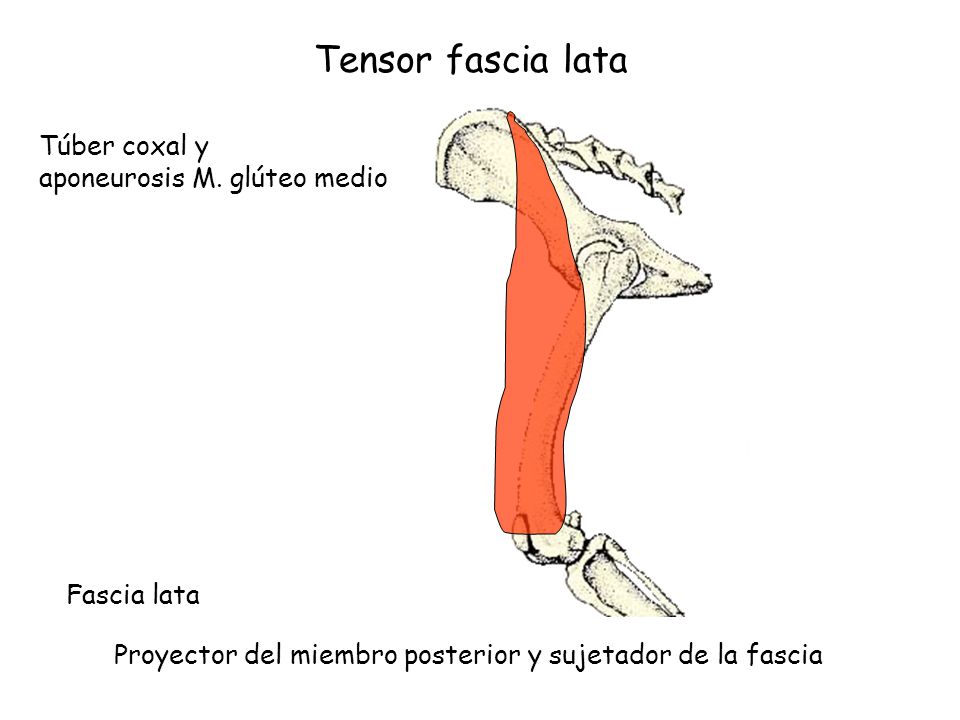 Tensor fascia lata Túber coxal y aponeurosis M. glúteo medio