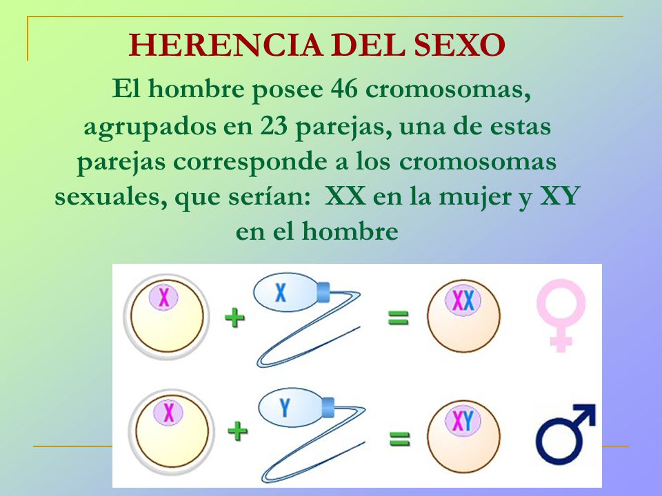 HERENCIA DEL SEXO El hombre posee 46 cromosomas, agrupados en 23 parejas, una de estas parejas corresponde a los cromosomas sexuales, que serían: XX en la mujer y XY en el hombre