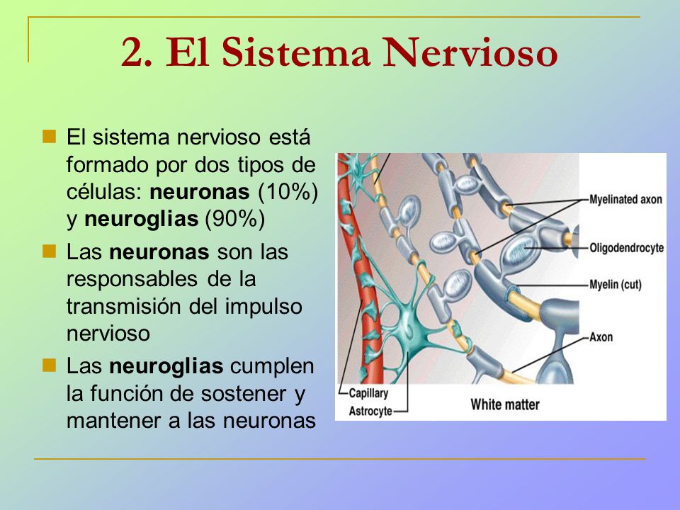 2. El Sistema Nervioso El sistema nervioso está formado por dos tipos de células: neuronas (10%) y neuroglias (90%)