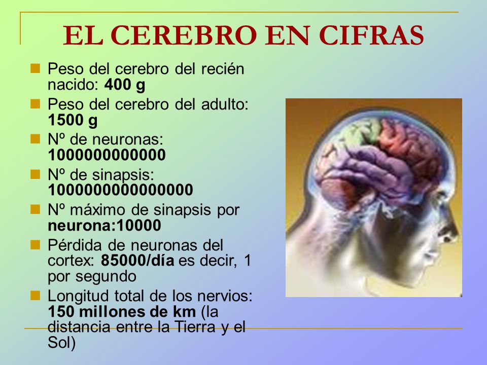 EL CEREBRO EN CIFRAS Peso del cerebro del recién nacido: 400 g