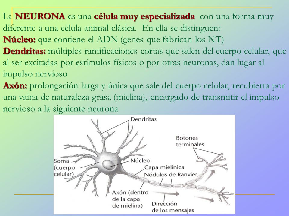 La NEURONA es una célula muy especializada con una forma muy diferente a una célula animal clásica. En ella se distinguen: Núcleo: que contiene el ADN (genes que fabrican los NT) Dendritas: múltiples ramificaciones cortas que salen del cuerpo celular, que al ser excitadas por estímulos físicos o por otras neuronas, dan lugar al impulso nervioso Axón: prolongación larga y única que sale del cuerpo celular, recubierta por una vaina de naturaleza grasa (mielina), encargado de transmitir el impulso nervioso a la siguiente neurona