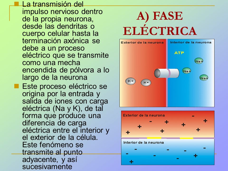 La transmisión del impulso nervioso dentro de la propia neurona, desde las dendritas o cuerpo celular hasta la terminación axónica se debe a un proceso eléctrico que se transmite como una mecha encendida de pólvora a lo largo de la neurona