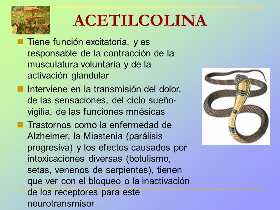 ACETILCOLINA Tiene función excitatoria, y es responsable de la contracción de la musculatura voluntaria y de la activación glandular.