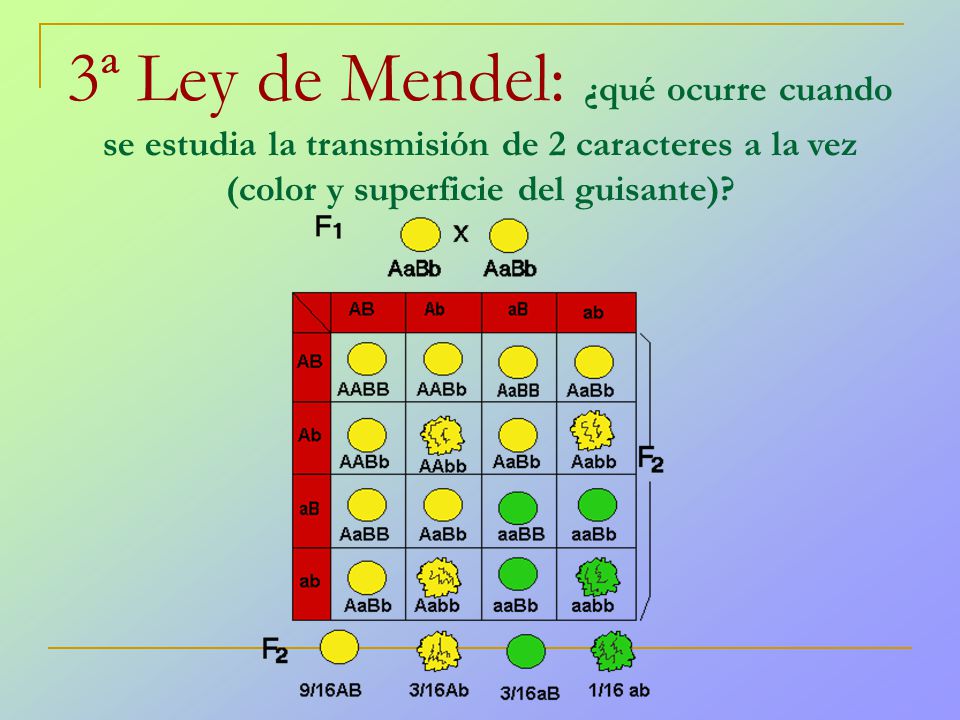 3ª Ley de Mendel: ¿qué ocurre cuando se estudia la transmisión de 2 caracteres a la vez (color y superficie del guisante)