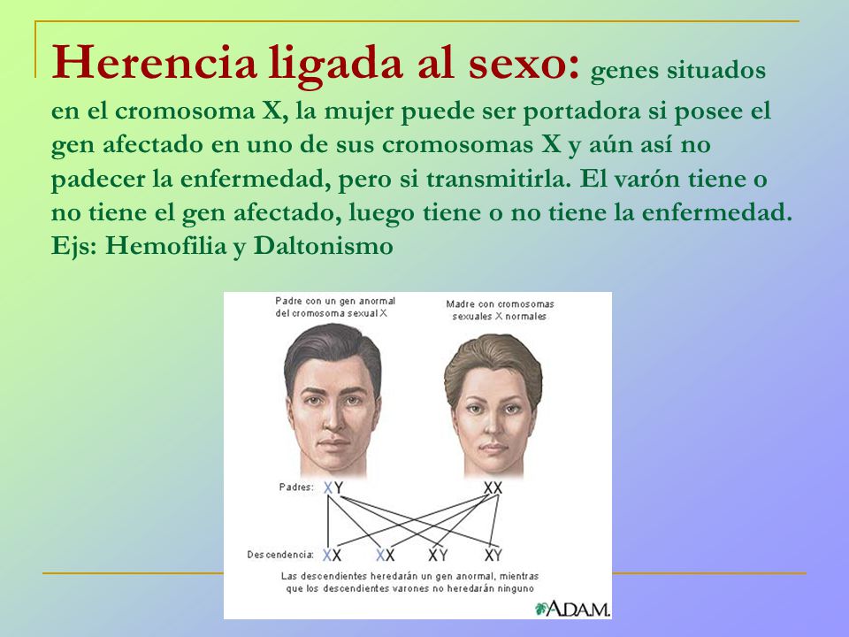 Herencia ligada al sexo: genes situados en el cromosoma X, la mujer puede ser portadora si posee el gen afectado en uno de sus cromosomas X y aún así no padecer la enfermedad, pero si transmitirla. El varón tiene o no tiene el gen afectado, luego tiene o no tiene la enfermedad. Ejs: Hemofilia y Daltonismo