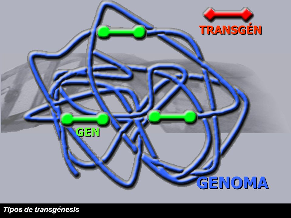 TRANSGÉN GEN GENOMA Tipos de transgénesis 6/68