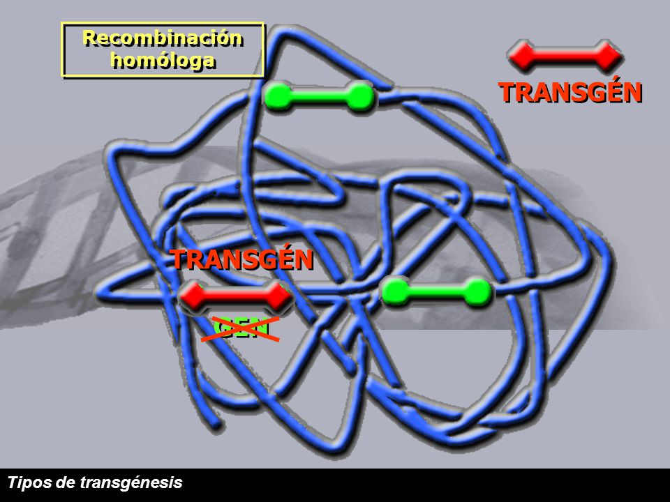 Recombinación homóloga TRANSGÉN GEN TRANSGÉN Tipos de transgénesis