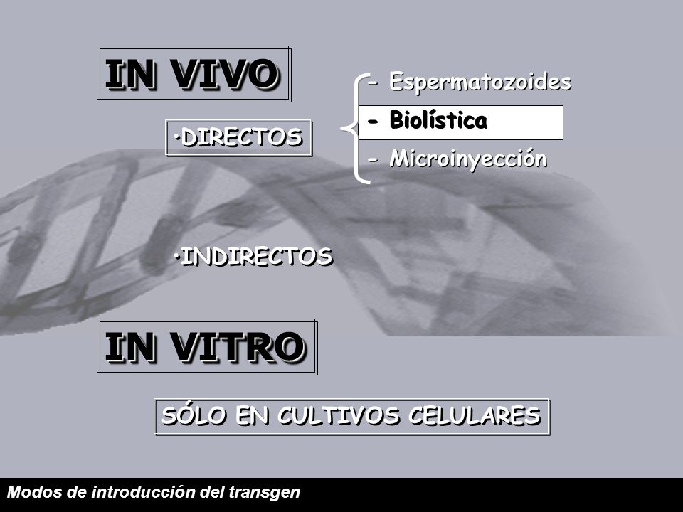 IN VIVO IN VITRO - Espermatozoides - Biolística - Microinyección