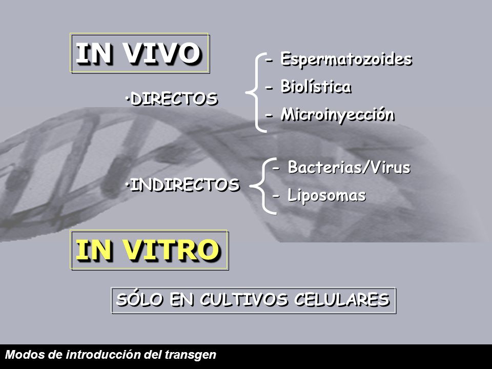IN VIVO IN VITRO - Espermatozoides - Biolística - Microinyección