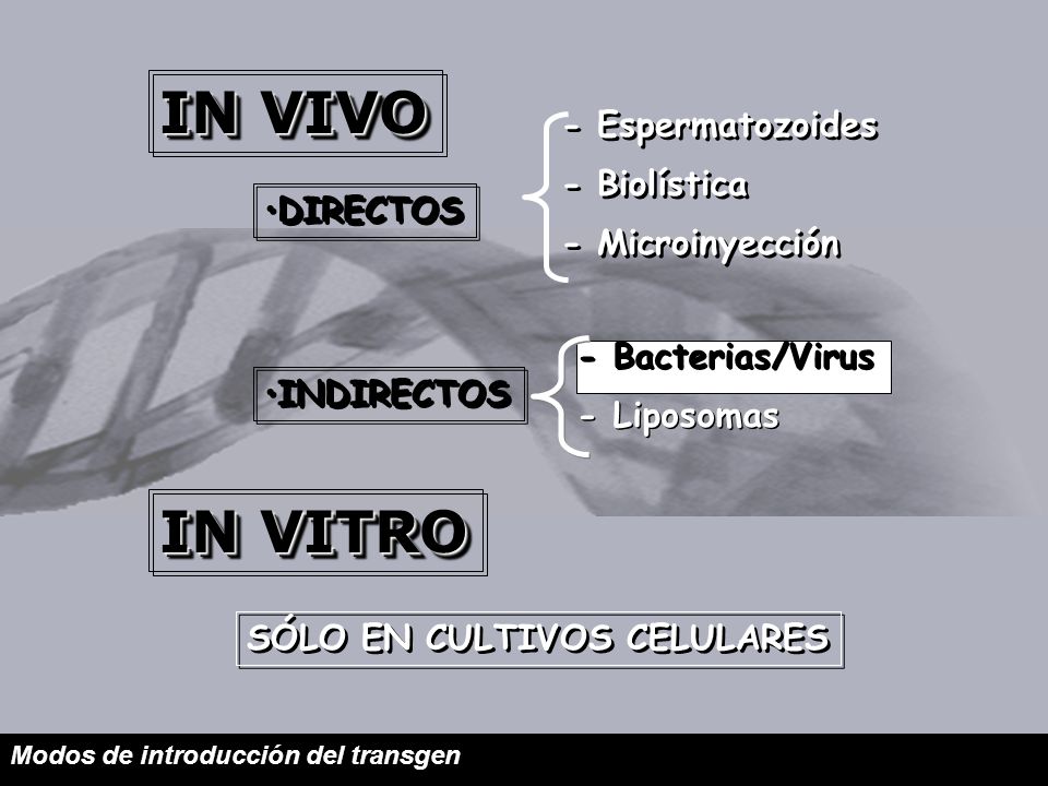IN VIVO IN VITRO - Espermatozoides - Biolística - Microinyección