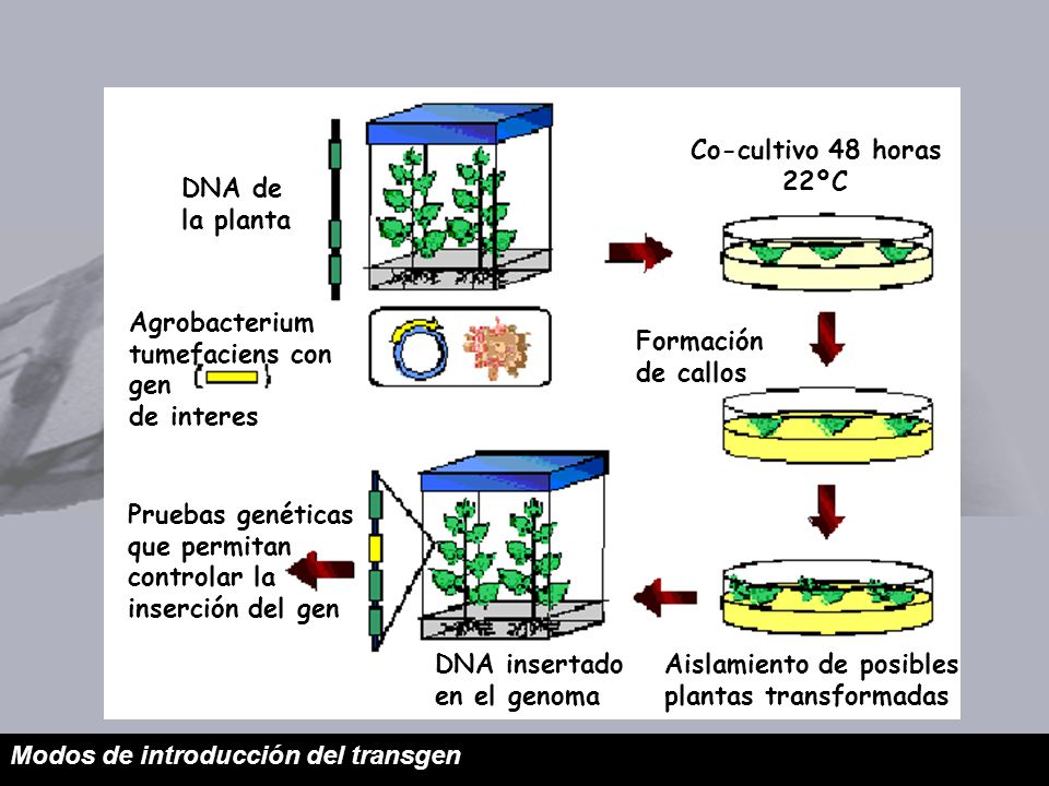 Agrobacterium tumefaciens con. gen. de interes. DNA de. la planta. Co-cultivo 48 horas. 22ºC.