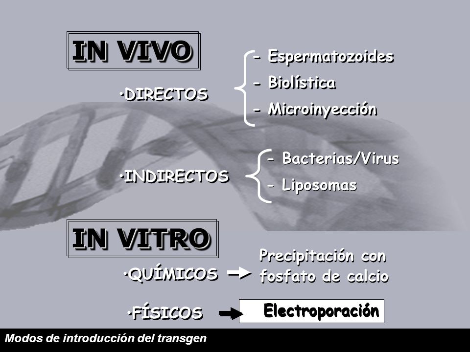 IN VIVO IN VITRO - Espermatozoides - Biolística - Microinyección