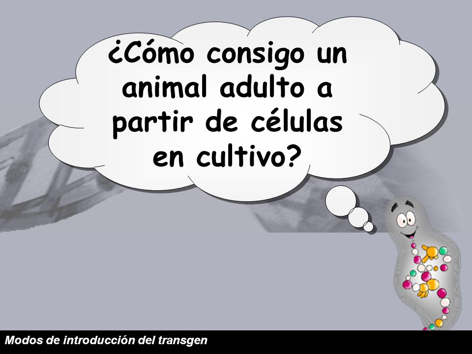 ¿Cómo consigo un animal adulto a partir de células en cultivo