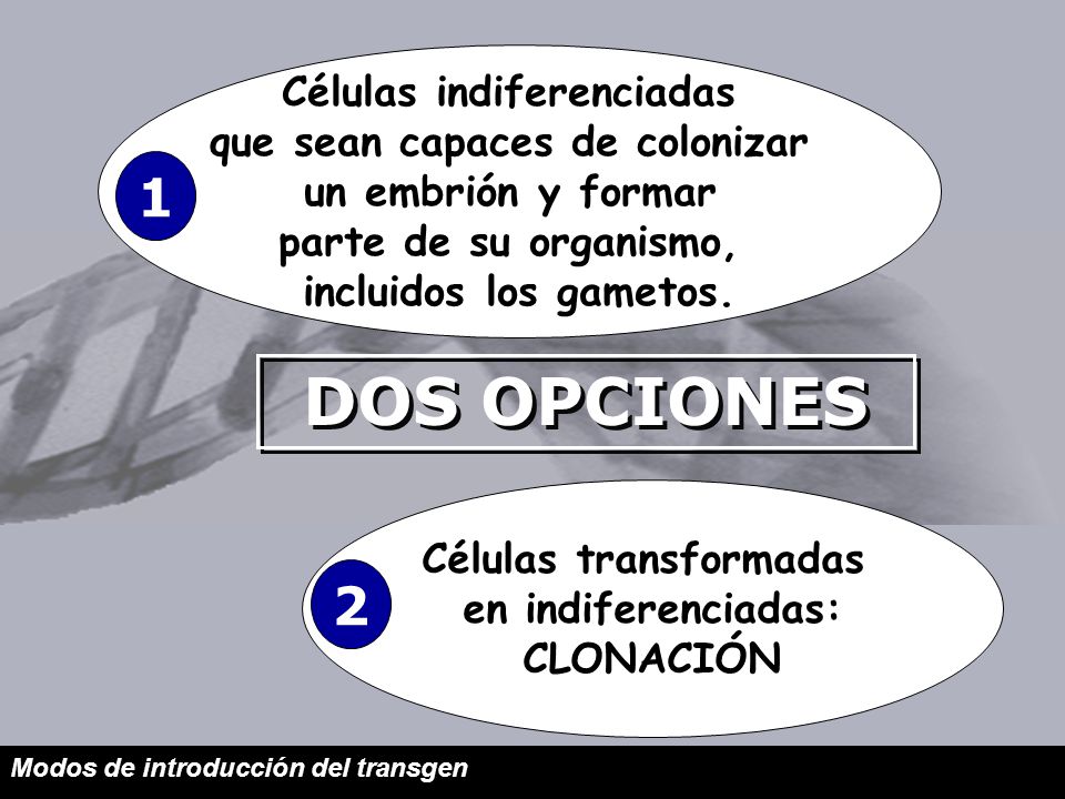 DOS OPCIONES 1 2 Células indiferenciadas que sean capaces de colonizar