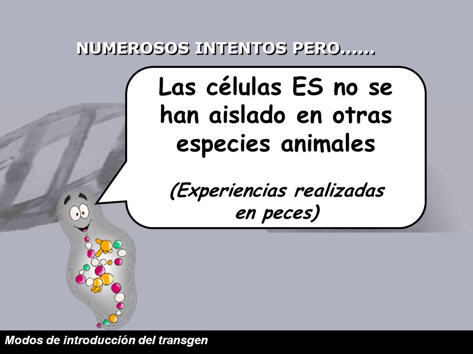 Las células ES no se han aislado en otras especies animales
