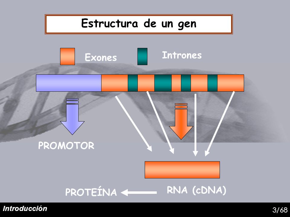 Estructura de un gen Intrones Exones PROMOTOR RNA (cDNA) PROTEÍNA