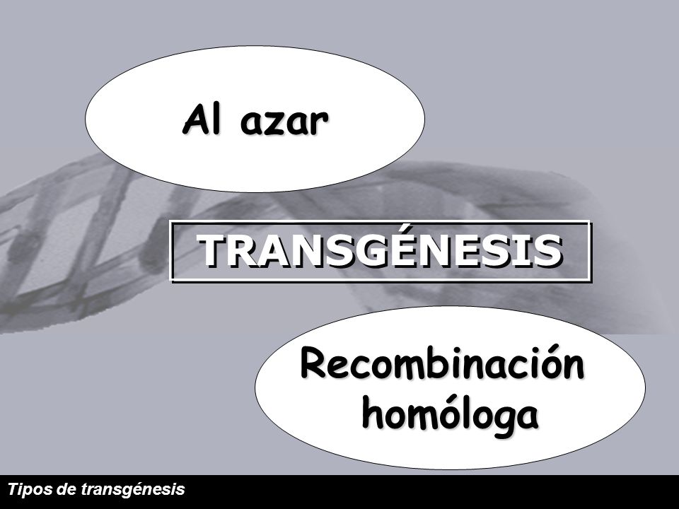 Al azar TRANSGÉNESIS Recombinación homóloga Tipos de transgénesis 5/68