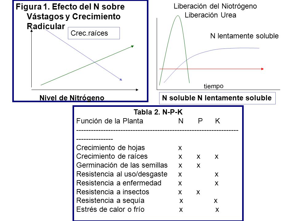 Figura 1. Efecto del N sobre Vástagos y Crecimiento Radicular