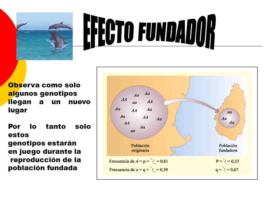 EFECTO FUNDADOR Observa como solo algunos genotipos