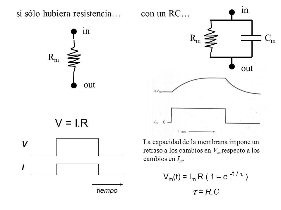 V = I.R  = R.C in out Cm Rm con un RC… si sólo hubiera resistencia…