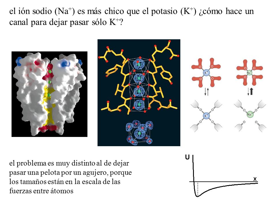 el ión sodio (Na+) es más chico que el potasio (K+) ¿cómo hace un canal para dejar pasar sólo K+