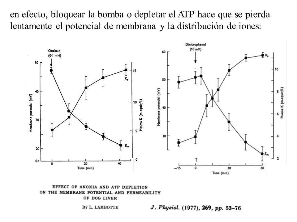 en efecto, bloquear la bomba o depletar el ATP hace que se pierda lentamente el potencial de membrana y la distribución de iones: