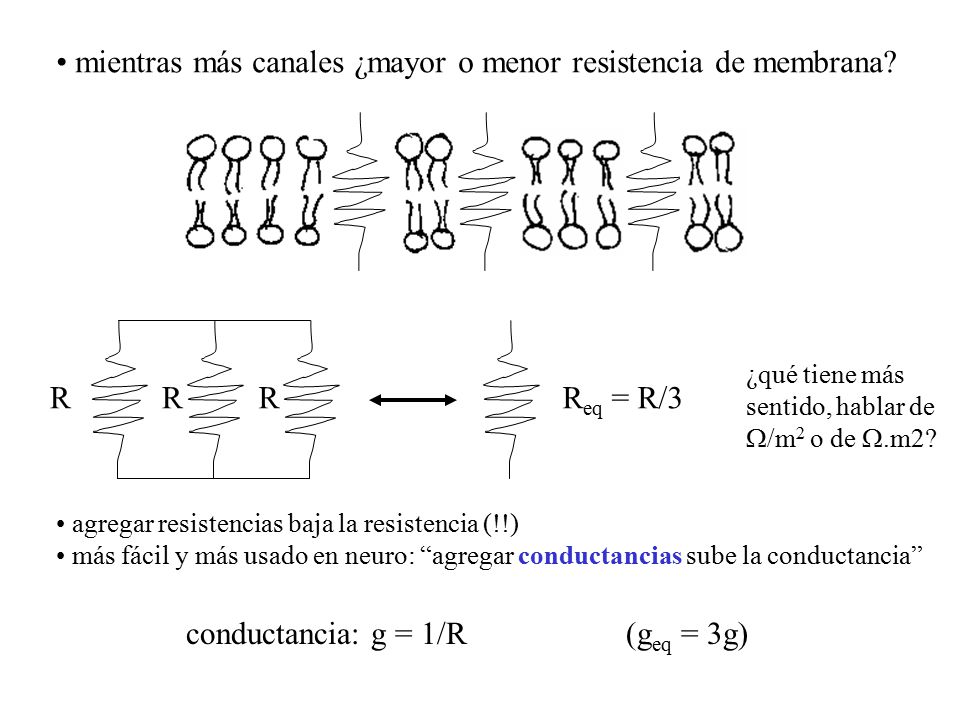 mientras más canales ¿mayor o menor resistencia de membrana