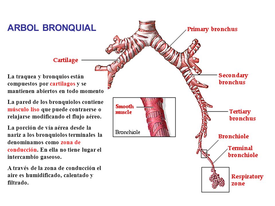 La traquea y bronquios están compuestos por cartilagos y se mantienen abiertos en todo momento