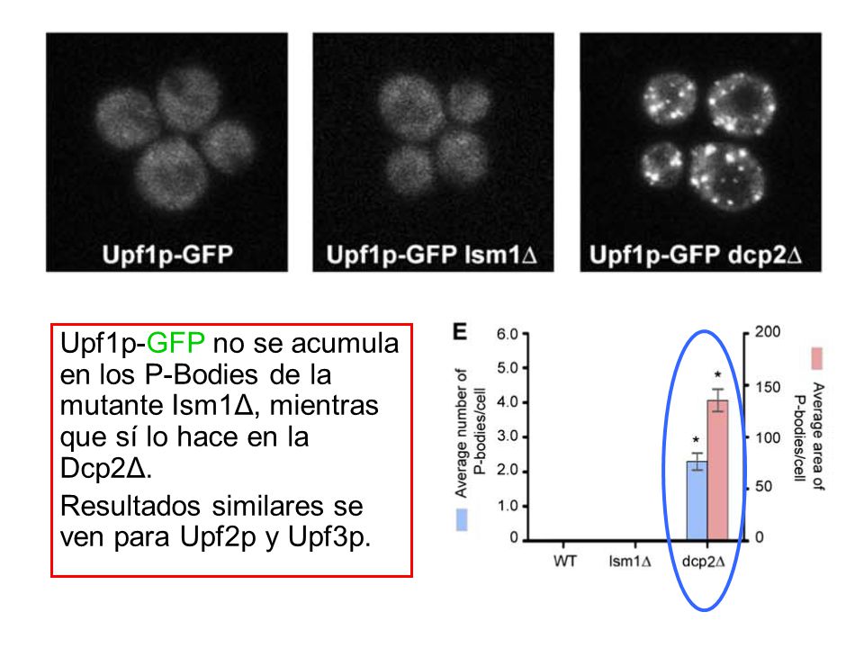 Upf1p-GFP no se acumula en los P-Bodies de la mutante Ism1Δ, mientras que sí lo hace en la Dcp2Δ.