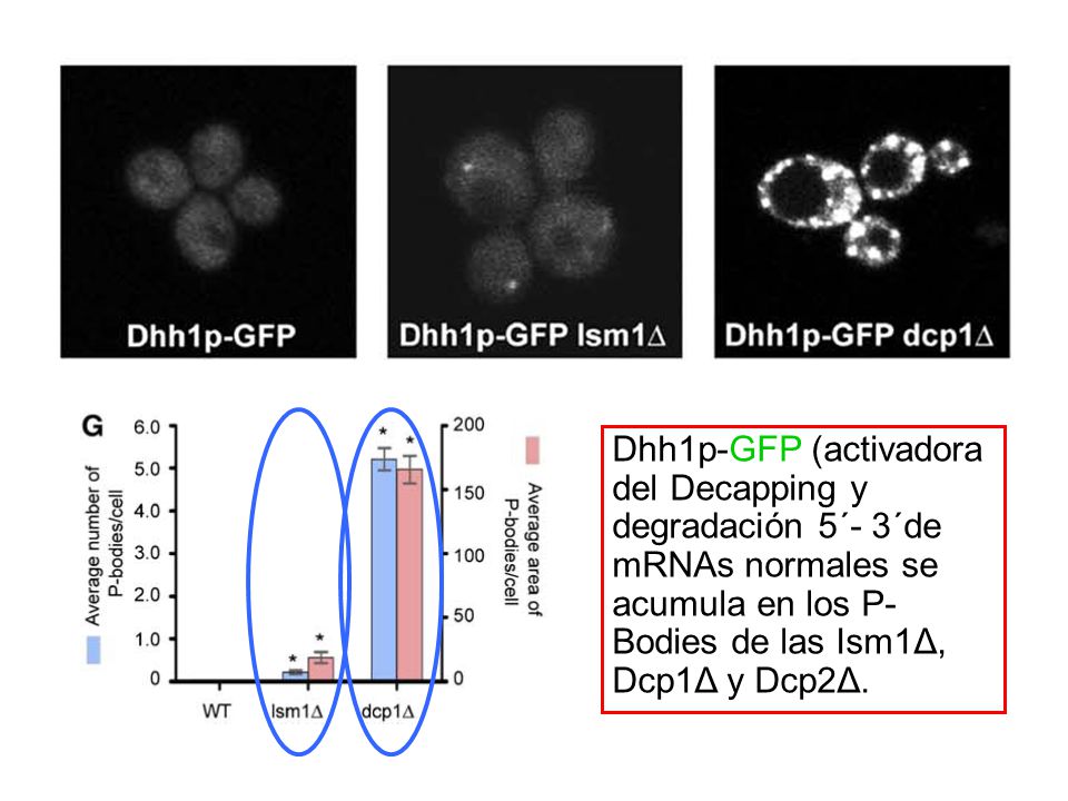Dhh1p-GFP (activadora del Decapping y degradación 5´- 3´de mRNAs normales se acumula en los P-Bodies de las Ism1Δ, Dcp1Δ y Dcp2Δ.
