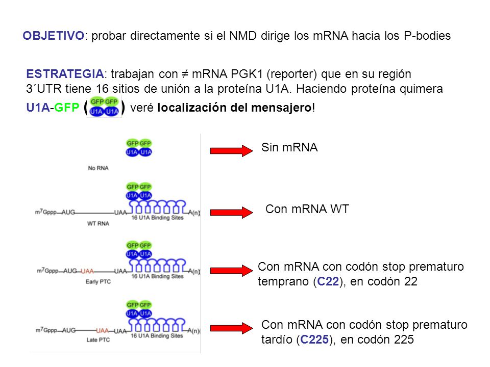 OBJETIVO: probar directamente si el NMD dirige los mRNA hacia los P-bodies
