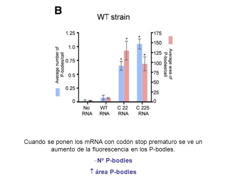 Cuando se ponen los mRNA con codón stop prematuro se ve un aumento de la fluorescencia en los P-bodies.