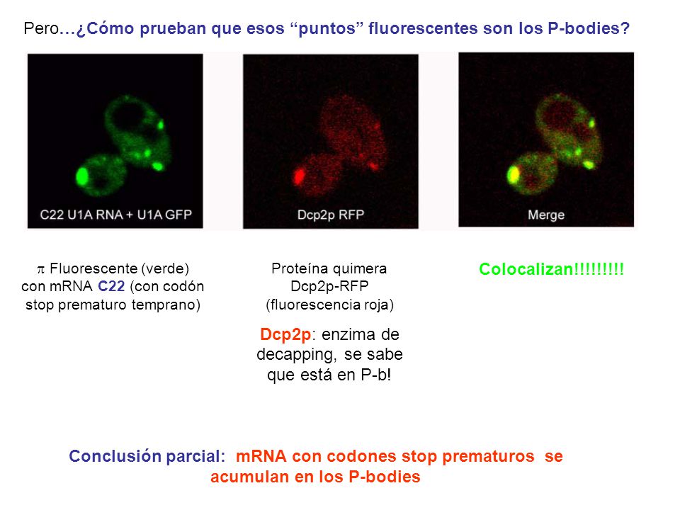 Pero…¿Cómo prueban que esos puntos fluorescentes son los P-bodies