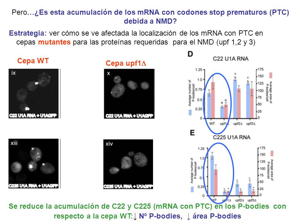 Pero…¿Es esta acumulación de los mRNA con codones stop prematuros (PTC) debida a NMD