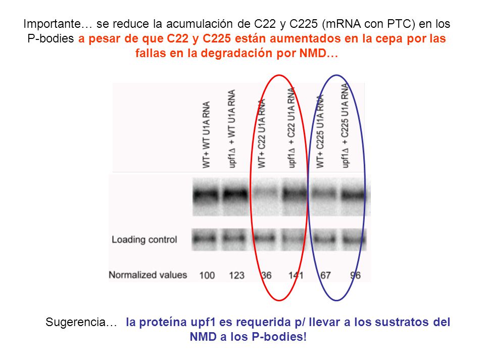 Importante… se reduce la acumulación de C22 y C225 (mRNA con PTC) en los P-bodies a pesar de que C22 y C225 están aumentados en la cepa por las fallas en la degradación por NMD…