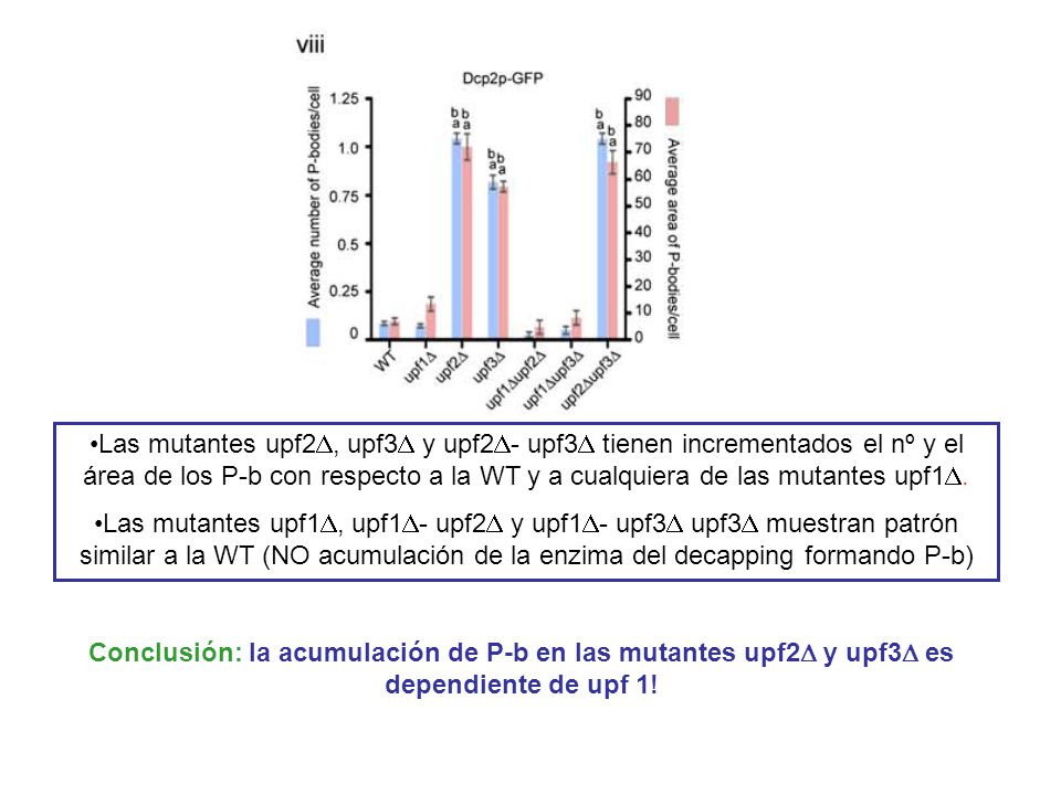 Las mutantes upf2, upf3 y upf2- upf3 tienen incrementados el nº y el área de los P-b con respecto a la WT y a cualquiera de las mutantes upf1.