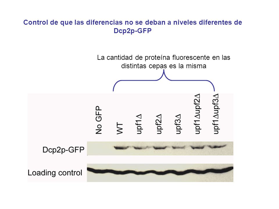 Control de que las diferencias no se deban a niveles diferentes de Dcp2p-GFP