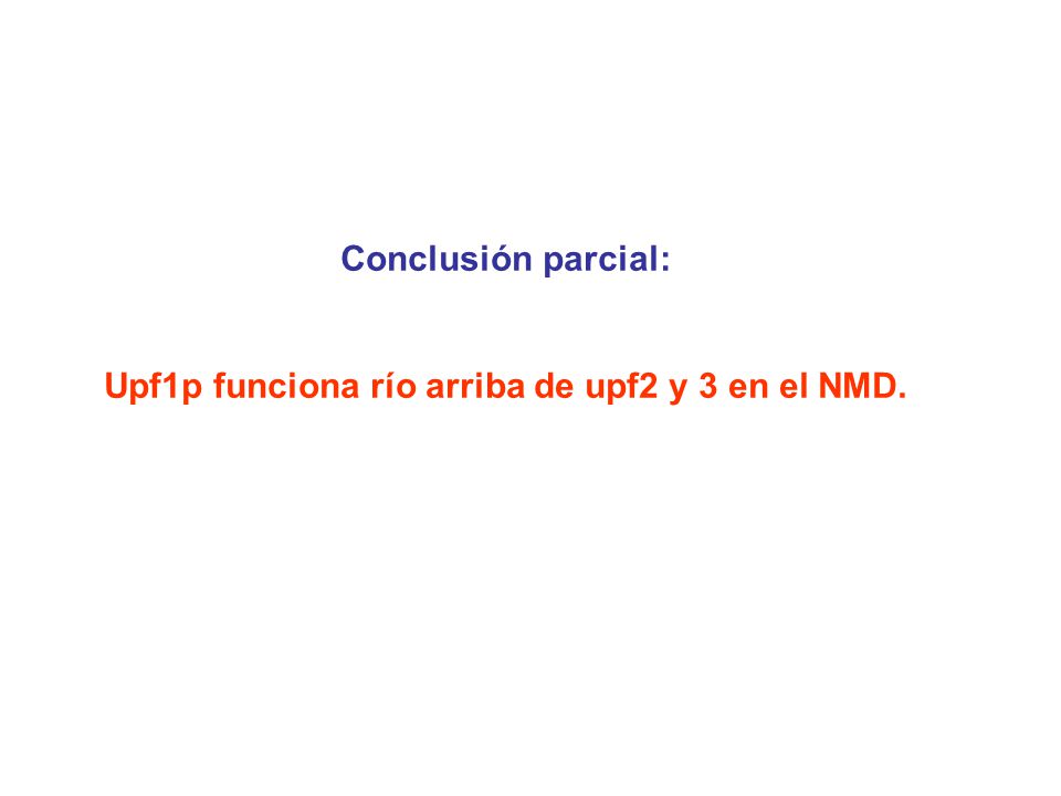Upf1p funciona río arriba de upf2 y 3 en el NMD.