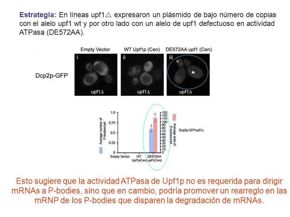 mRNP de los P-bodies que disparen la degradación de mRNAs.