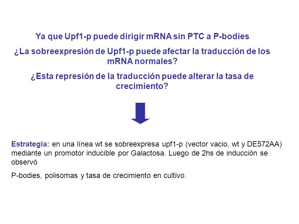 Ya que Upf1-p puede dirigir mRNA sin PTC a P-bodies
