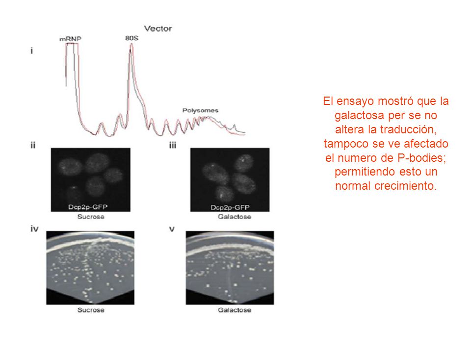 El ensayo mostró que la galactosa per se no altera la traducción, tampoco se ve afectado el numero de P-bodies; permitiendo esto un normal crecimiento.