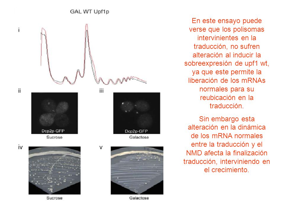 En este ensayo puede verse que los polisomas intervinientes en la traducción, no sufren alteración al inducir la sobreexpresión de upf1 wt, ya que este permite la liberación de los mRNAs normales para su reubicación en la traducción.
