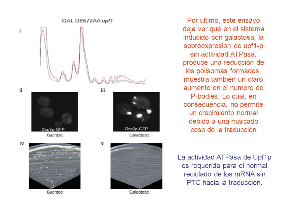 Por ultimo, este ensayo deja ver que en el sistema inducido con galactosa, la sobreexpresion de upf1-p sin actividad ATPasa, produce una reducción de los polisomas formados, muestra también un claro aumento en el numero de P-bodies. Lo cual, en consecuencia, no permite un crecimiento normal debido a una marcado cese de la traducción